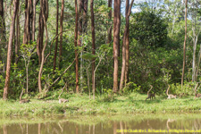 brown lemurs on islandsland